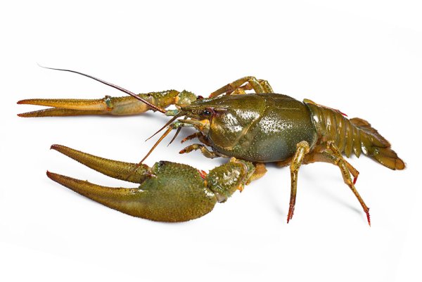 Тату Скорпион женские