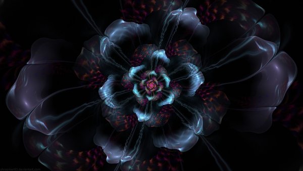 Шоколадная космея (Cosmos atrosanguineus)