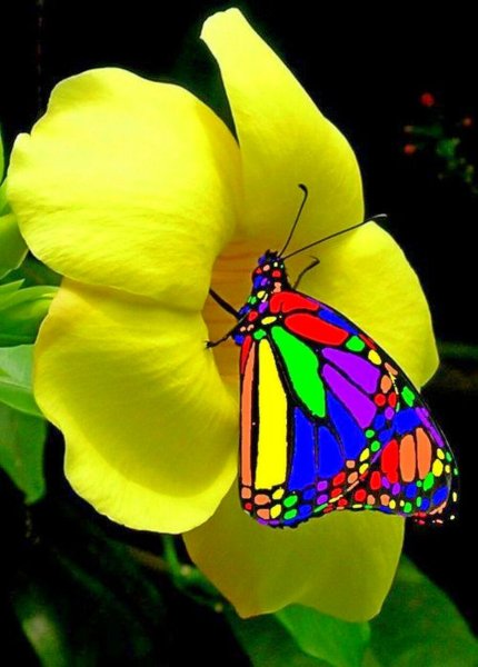 Макросъемка природа