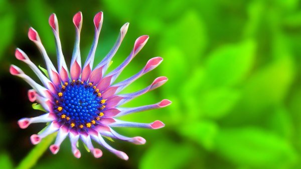 Очень красивый цвет