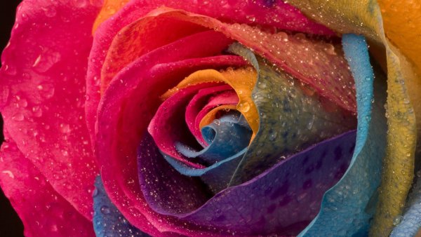 Фантазийные птицы