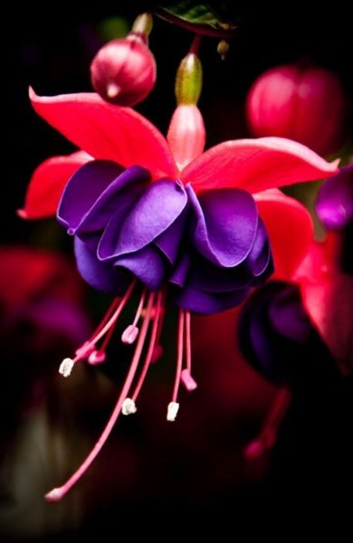 Яркие бабочки