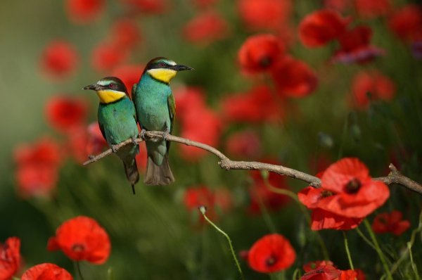 Красивые птицы и цветы картинки