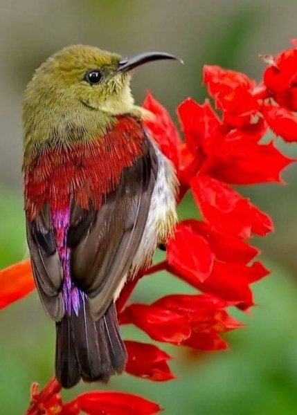 Картинки красивые птички на цветах (67 фото) » Картинки и статусы про  окружающий мир вокруг