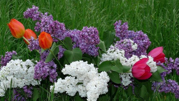 Нарциссы сирень Ландыши