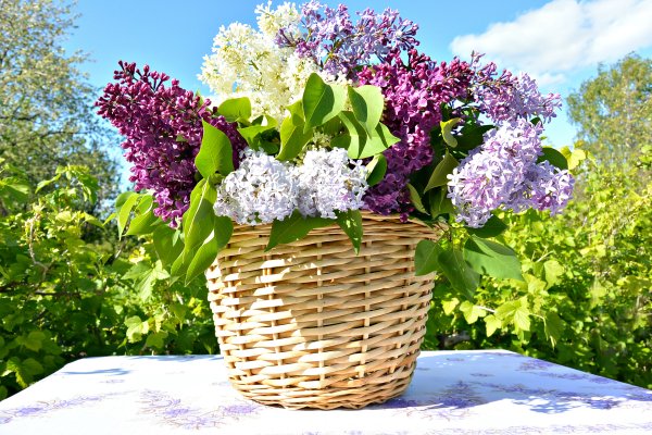 Красивый букет сирени