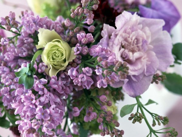 Сирень Кэнди Роуз