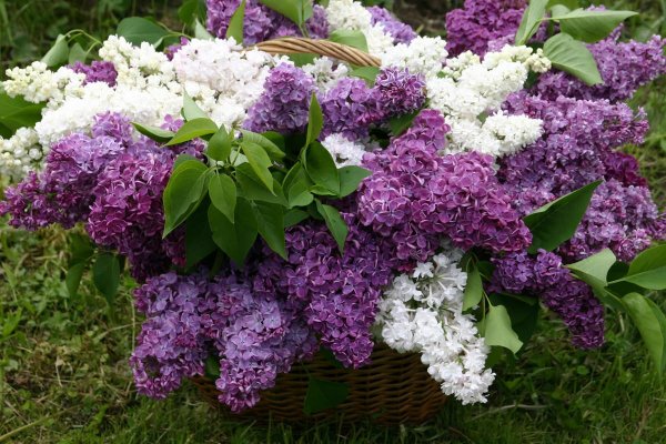 Сирень пятидесятилетие октября