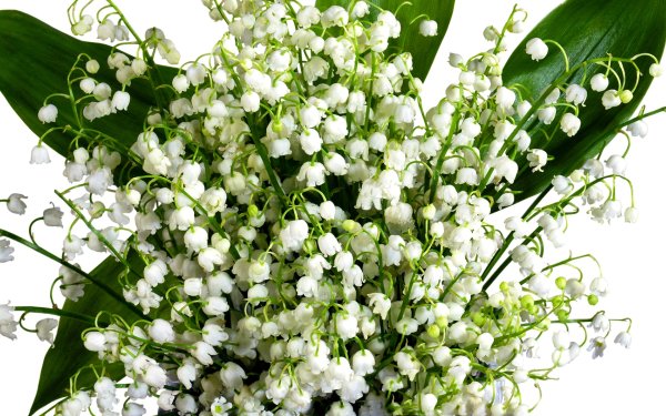 Ландыши сирень тюльпаны