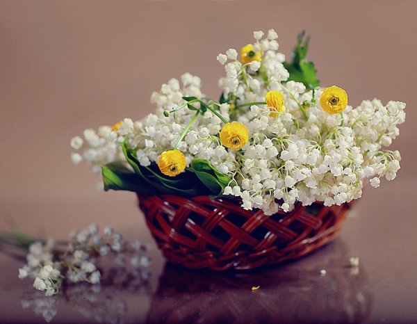 Ромашки и Ландыши