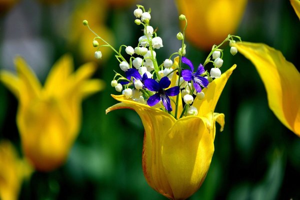 Нарциссы сирень Ландыши