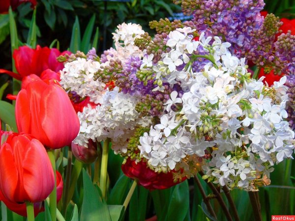 Сирень тюльпаны нарциссы
