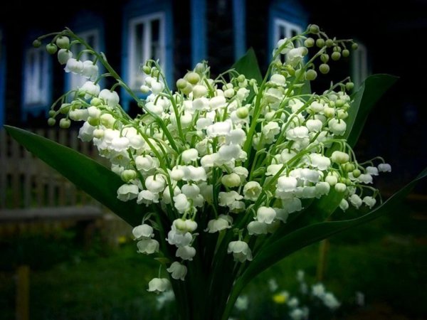 Красивые Ландыши