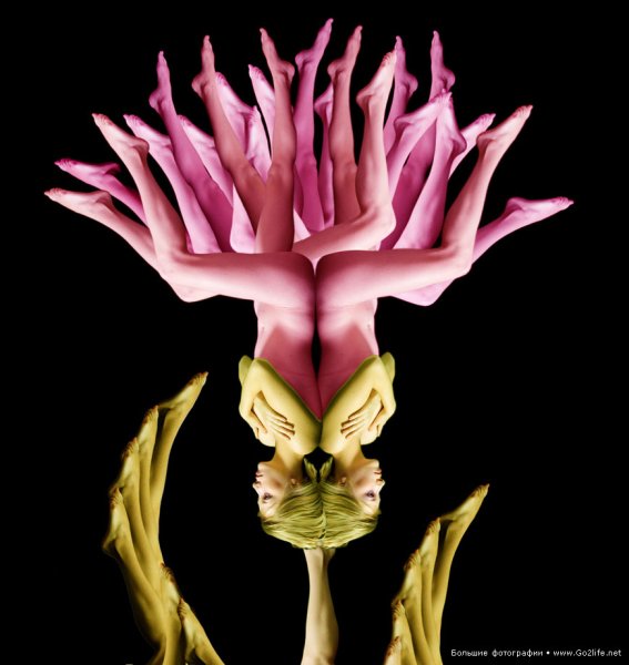 Свайнсона прекрасная (Swainsona Formosa)