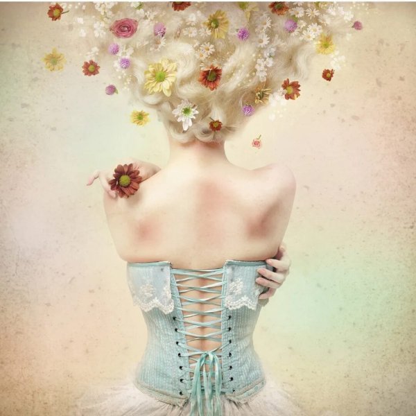 Такка Шантрье Tacca chantrieri