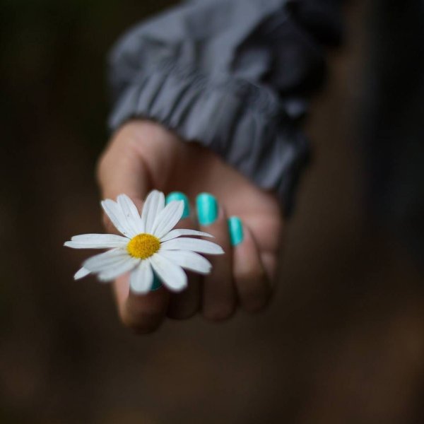 Ромашки в руках