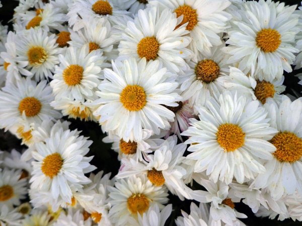 Ромашки на аву красивые