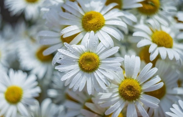 Ромашки в руках у девушки