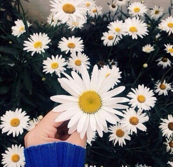 Ромашка белая лепесточки