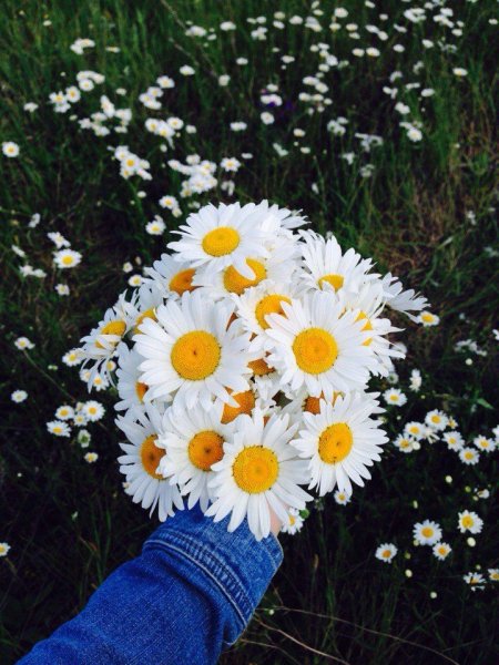 Ромашки в руках