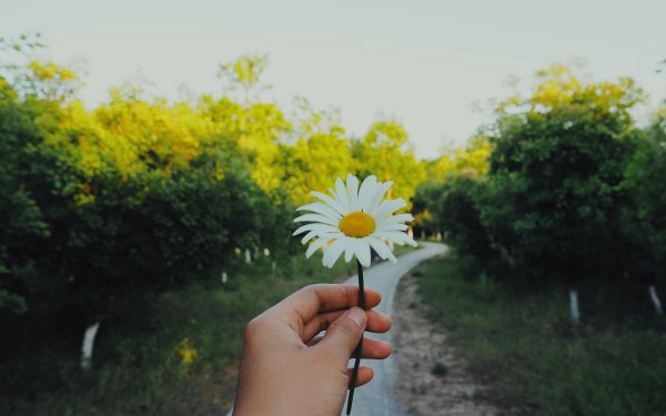 Соцветие ромашки