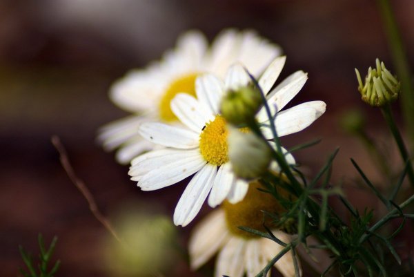 Ромашки на аву