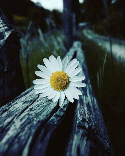 Букет ромашек в руках