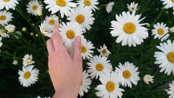 Ромашка на ладони девушки