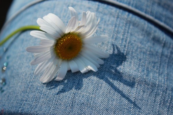 Веселая Ромашка