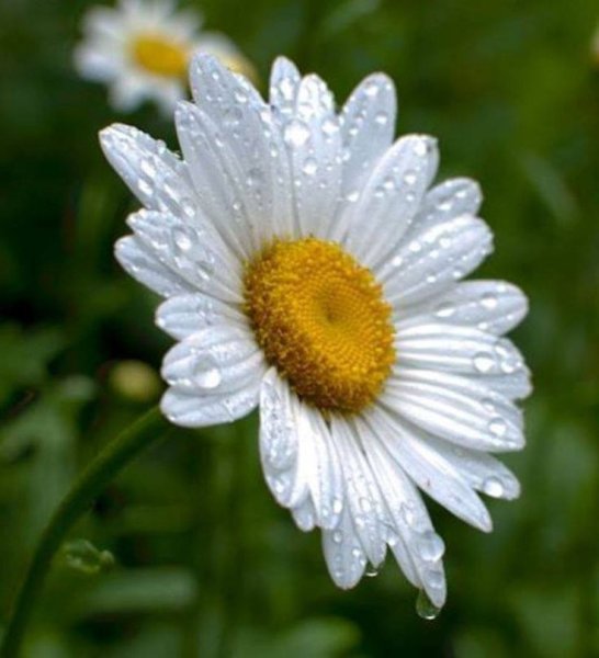 Нивяник обыкновенный