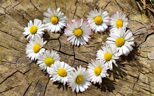 Ромашки в руках