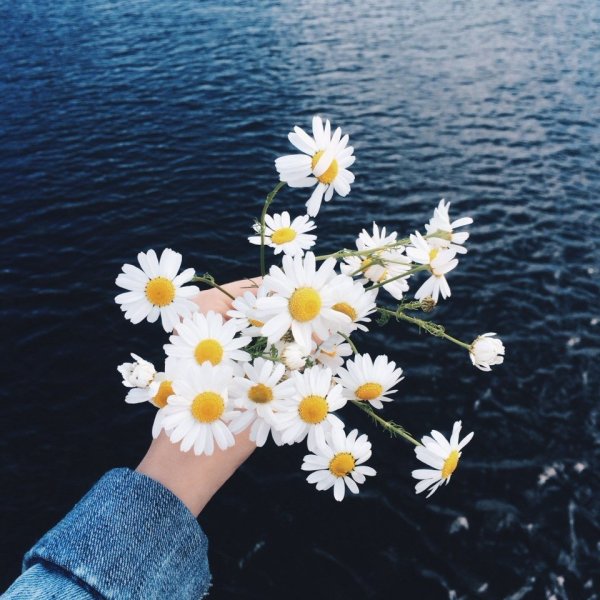 Бабочка на цветке