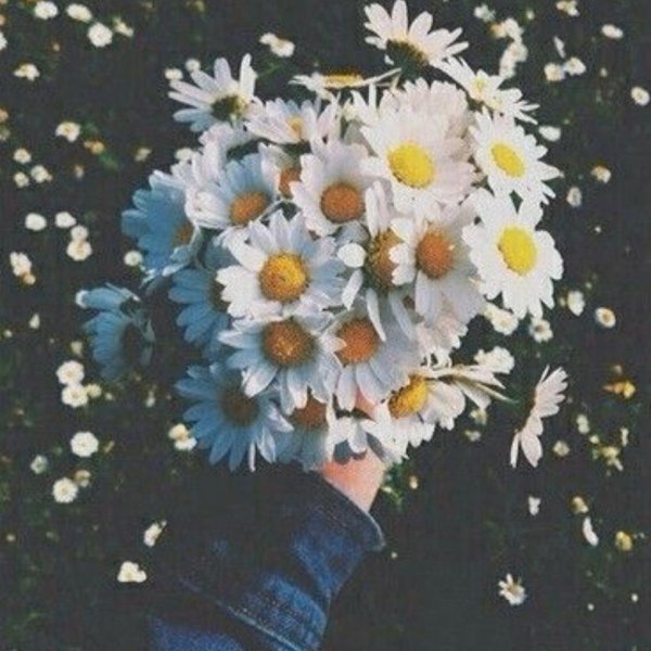 Божья коровка на ромашке