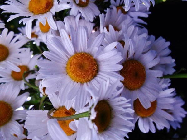 Ромашка Королевская Садовая