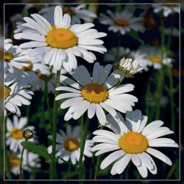 Прелестная Ромашка