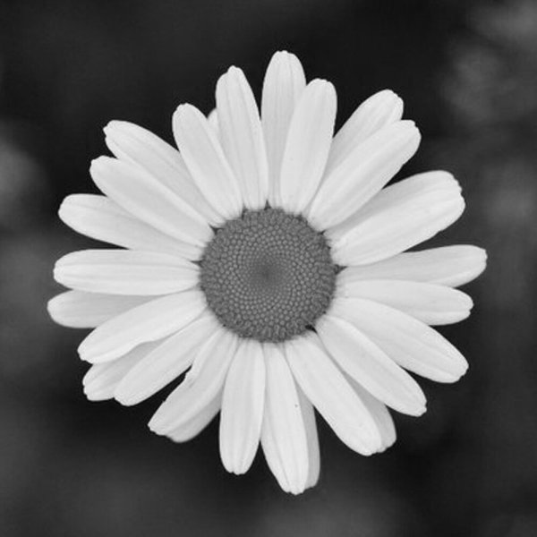 Ромашка белый лепесток