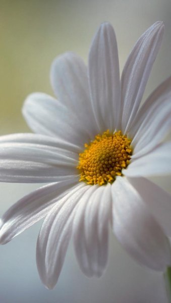 Цветы ромашки на аву