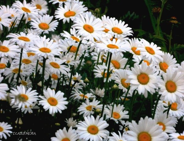 Ромашки на темном фоне