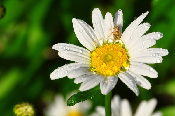 Ромашка макро