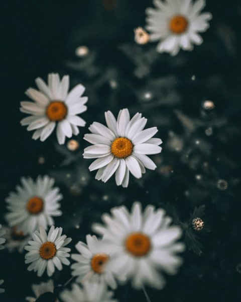 Три ромашки