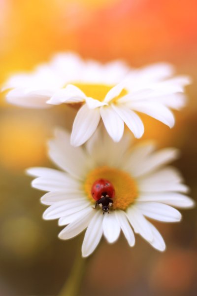 Ромашка цветы