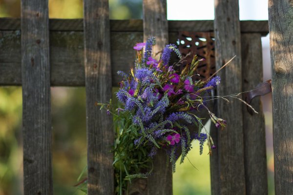 Связка полевых цветов