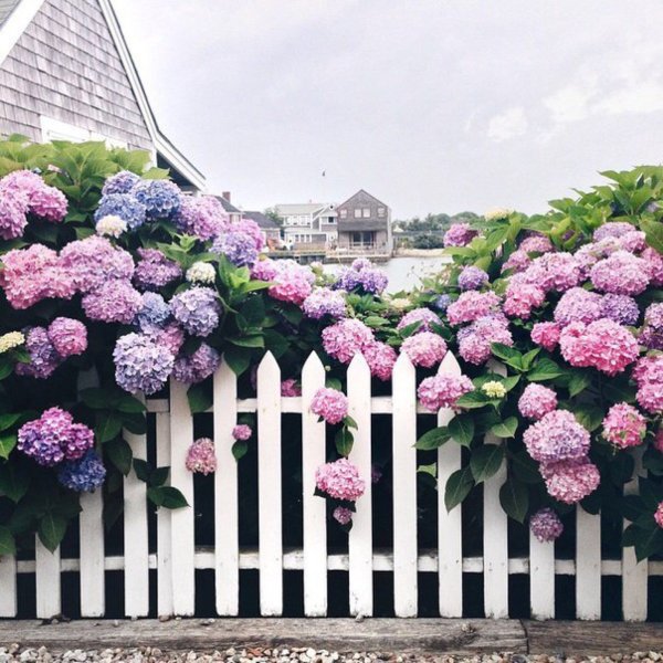 Сказочный забор