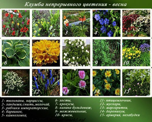Названия цветов для клумб