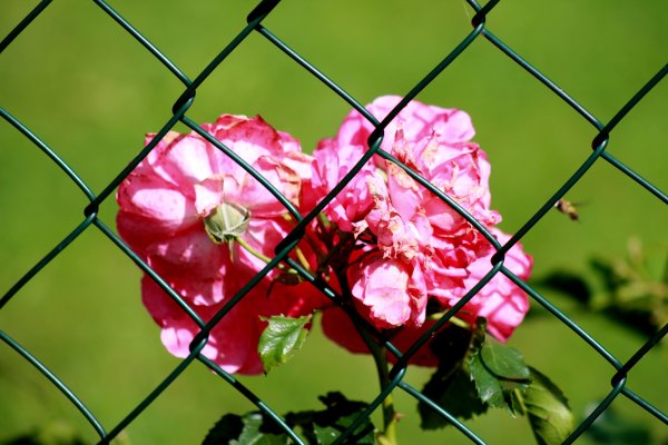 Розы на заборе