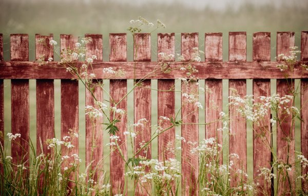 Ограда цветы и лепесточки