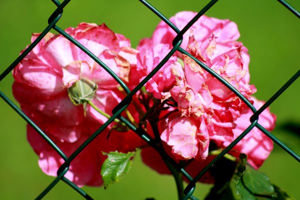 Самая красивая скамейка с розами и лилиями