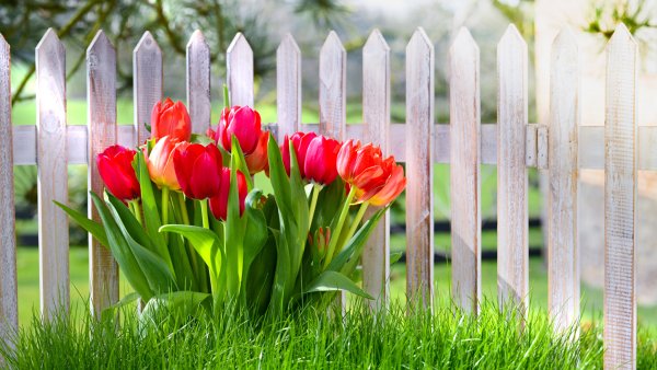 Цветы на кирпичной стене