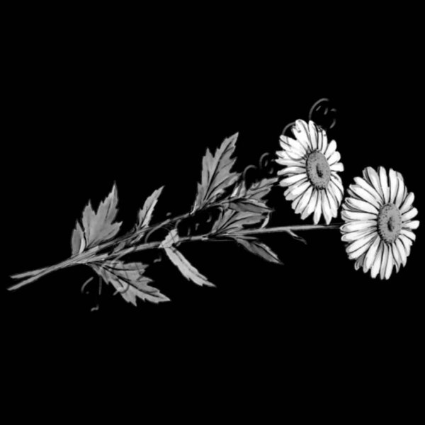 Ромашки на памятник