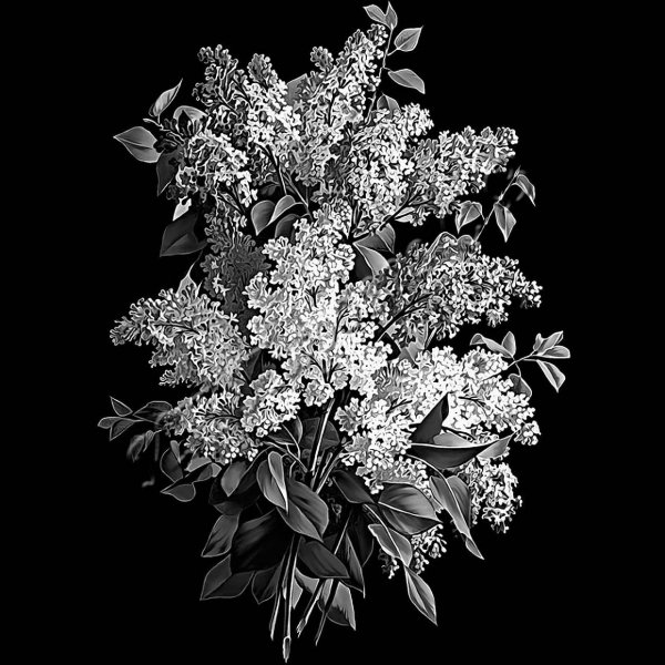 Полевые цветы для гравировки